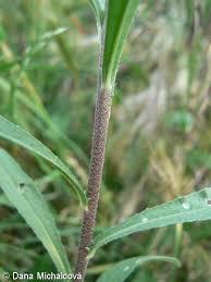 Attēlu rezultāti vaicājumam “Berteroa incana fruit”