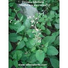 Attēlu rezultāti vaicājumam “Circaea lutetiana bud”