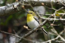 Image result for Vireo flavifrons