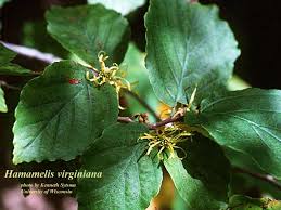 Attēlu rezultāti vaicājumam “Hamamelis virginiana”