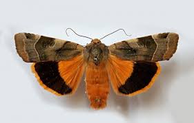 Attēlu rezultāti vaicājumam “Noctua fimbriata”