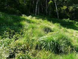 Attēlu rezultāti vaicājumam “Heteropterus morpheus underside”