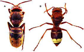 Attēlu rezultāti vaicājumam “Vespa crabro”