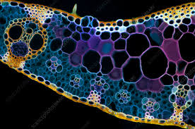 Attēlu rezultāti vaicājumam “Zea mays leaf”