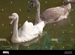 Attēlu rezultāti vaicājumam “Cygnus olor juvenile”