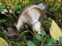 Attēlu rezultāti vaicājumam “Gomphidius glutinosus”