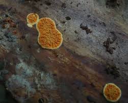 Attēlu rezultāti vaicājumam “Pseudomerulius aureus”