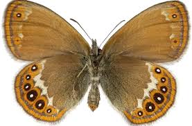 Attēlu rezultāti vaicājumam “Coenonympha hero”