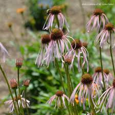 Image result for Echinacea pallida