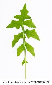 Attēlu rezultāti vaicājumam “Mycelis muralis leaf”