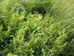Attēlu rezultāti vaicājumam “Betula humilis female flower”