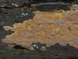 Attēlu rezultāti vaicājumam “Rigidoporus crocatus”