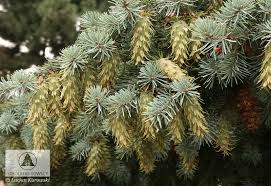 Attēlu rezultāti vaicājumam “Pseudotsuga menziesii var. glauca”