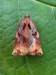 Attēlu rezultāti vaicājumam “Archips podana female”