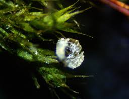 Attēlu rezultāti vaicājumam “Physarum bryomacrocarpum spores”