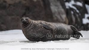 Image result for Pusa hispida