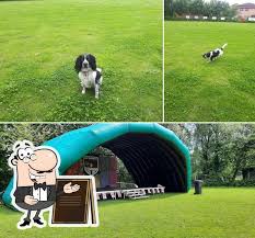 Image result for Pontardawe Rugby Football Club