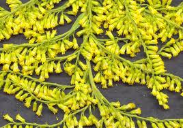 Attēlu rezultāti vaicājumam “Solidago canadensis”