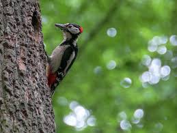 Attēlu rezultāti vaicājumam “Dendrocopos major male”