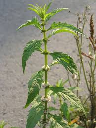 Attēlu rezultāti vaicājumam “Lycopus europaeus”