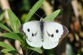 Attēlu rezultāti vaicājumam “Pieris brassicae underside”