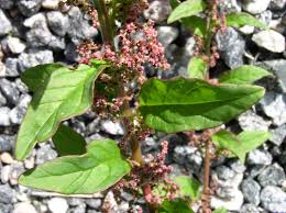 Attēlu rezultāti vaicājumam “Chenopodium polyspermum var. acutifolium flower”