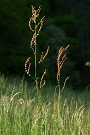 Attēlu rezultāti vaicājumam “Rumex acetosa”
