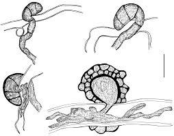 Attēlu rezultāti vaicājumam “Lamprospora tortulae-ruralis”