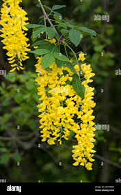 Attēlu rezultāti vaicājumam “Laburnum”