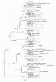 Image result for Melanoleuca rasilis var. pseudoluscina