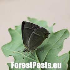 Attēlu rezultāti vaicājumam “Favonius quercus”