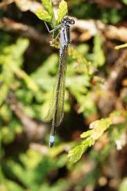 Attēlu rezultāti vaicājumam “Coenagrion pulchellum male”