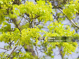 Attēlu rezultāti vaicājumam “Acer platanoides flower”