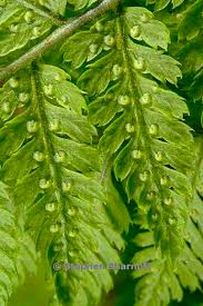 Attēlu rezultāti vaicājumam “Dryopteris expansa”