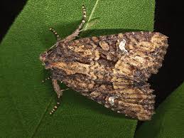 Attēlu rezultāti vaicājumam “Apamea remissa”