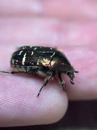 Attēlu rezultāti vaicājumam “Liocola lugubris”