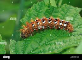 Attēlu rezultāti vaicājumam “Acronicta rumicis”