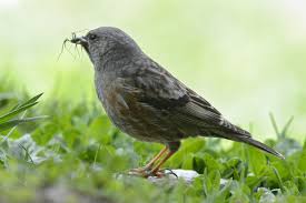 Image result for Prunella collaris