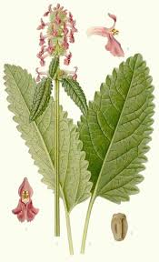 Attēlu rezultāti vaicājumam “Stachys officinalis leaf”