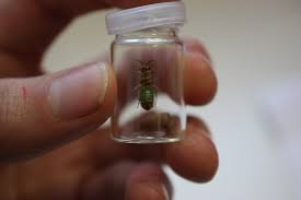 Attēlu rezultāti vaicājumam “Gilpinia”