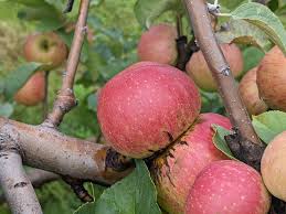 Attēlu rezultāti vaicājumam “Carlina biebersteinii fruit”