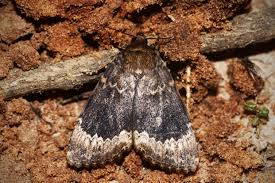 Attēlu rezultāti vaicājumam “Amphipyra perflua”