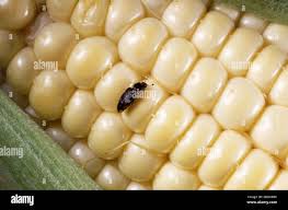 Attēlu rezultāti vaicājumam “Glischrochilus quadripunctatus imago”