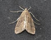 Attēlu rezultāti vaicājumam “Parapoynx stratiotata male”