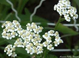 Attēlu rezultāti vaicājumam “Achillea millefolium bud”