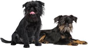 Image result for brüsseler giffon