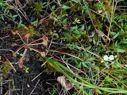 Attēlu rezultāti vaicājumam “Drosera rotundifolia flower”