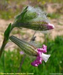 Attēlu rezultāti vaicājumam “Silene chlorantha”