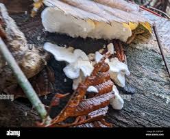 Attēlu rezultāti vaicājumam “Plicatura nivea”