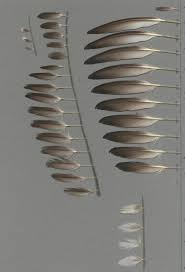 Image result for Synthliboramphus antiquus